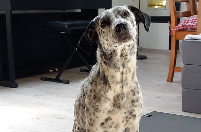 Hund mit Punkten schaut fragend