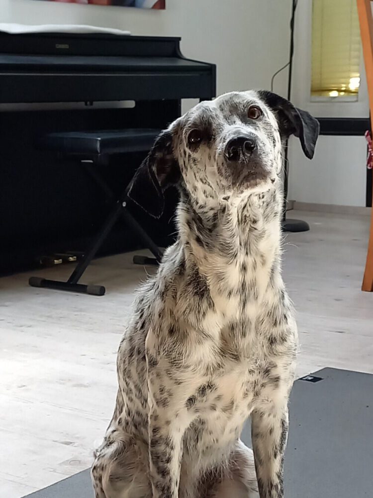 Hund mit Punkten schaut fragend